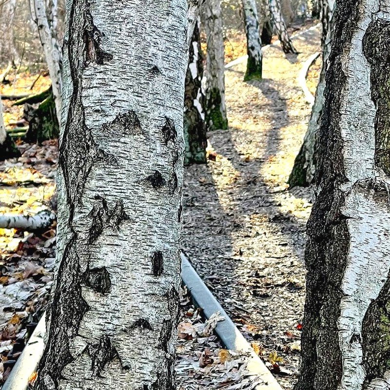 birkenwald-gleise birkenwald-gleise